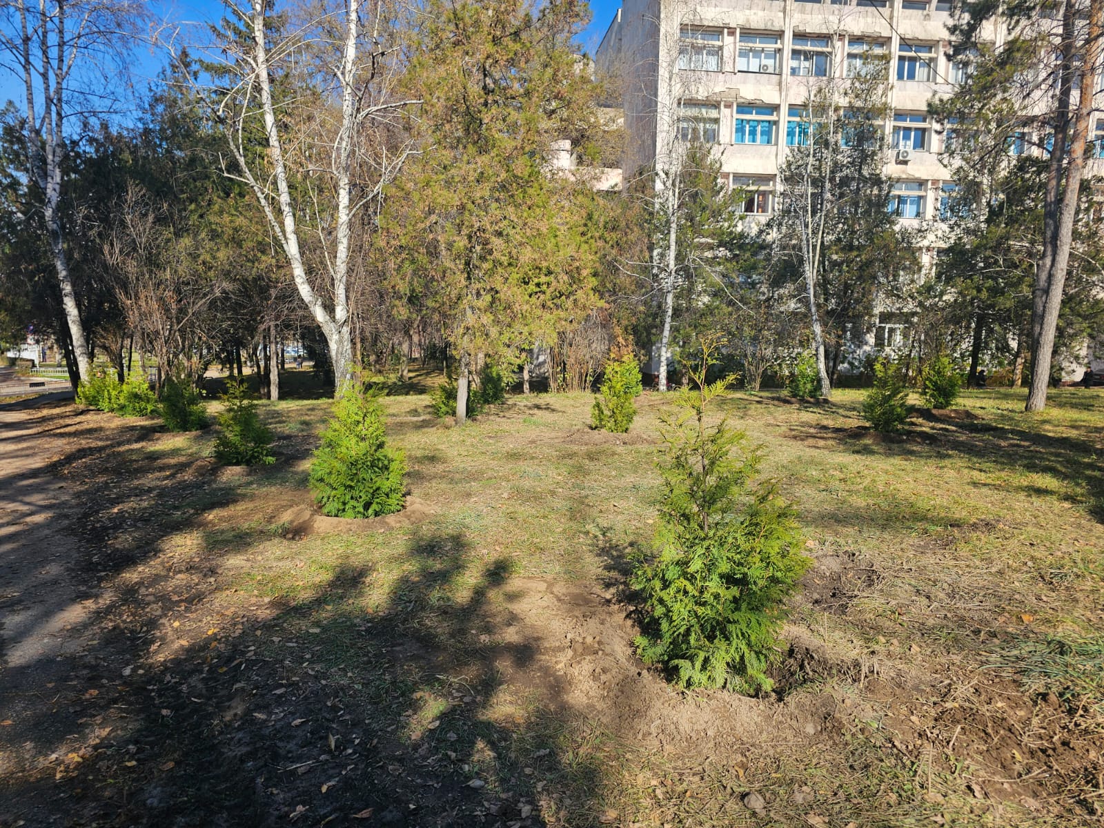 Интродукция инвазивного вида  - западной туи в городке КазНУ